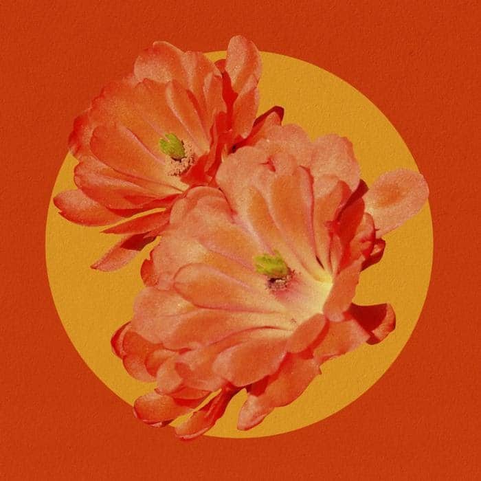 Fana Hues - Desert Flower (Remix) Feat. Mereba