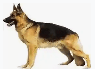 Lagos Big Girls Now Have S*x With Dogs For 1.5m Per Day (Watch Video)